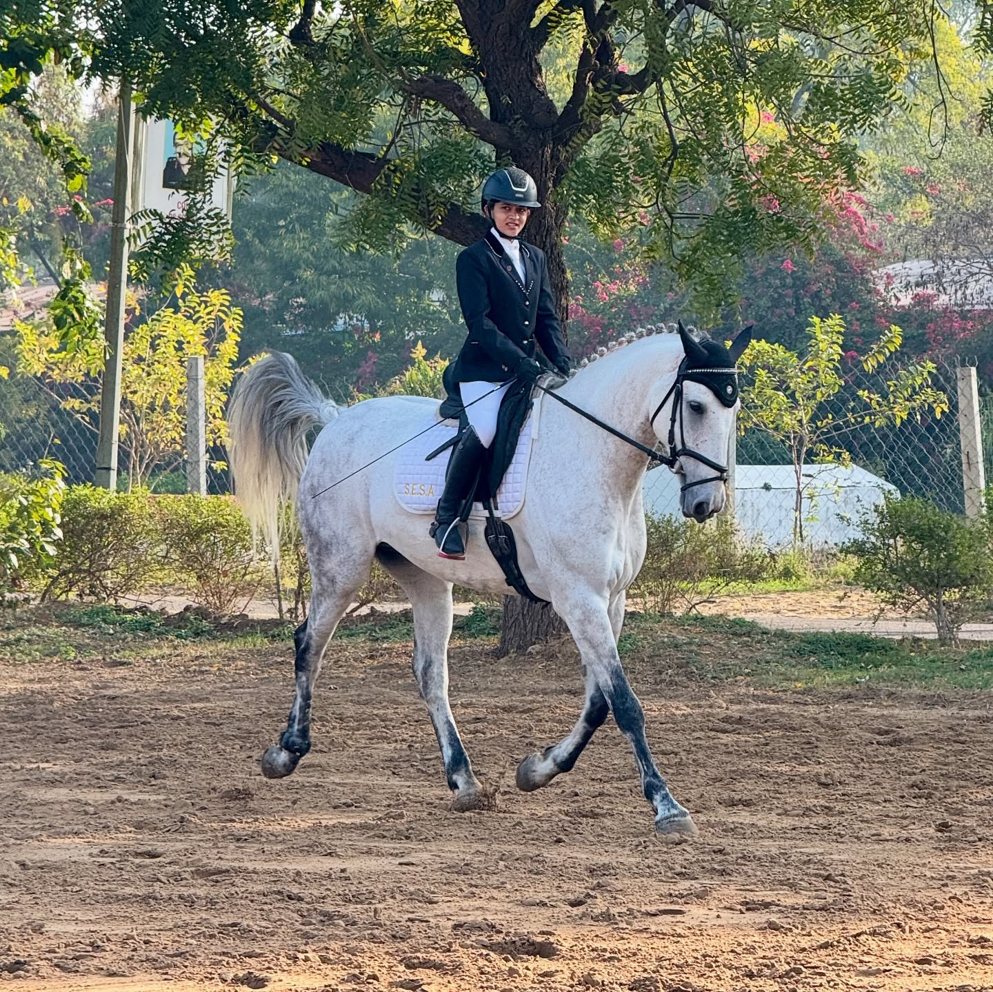 Dressage